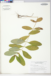 Triadenum tubulosum image