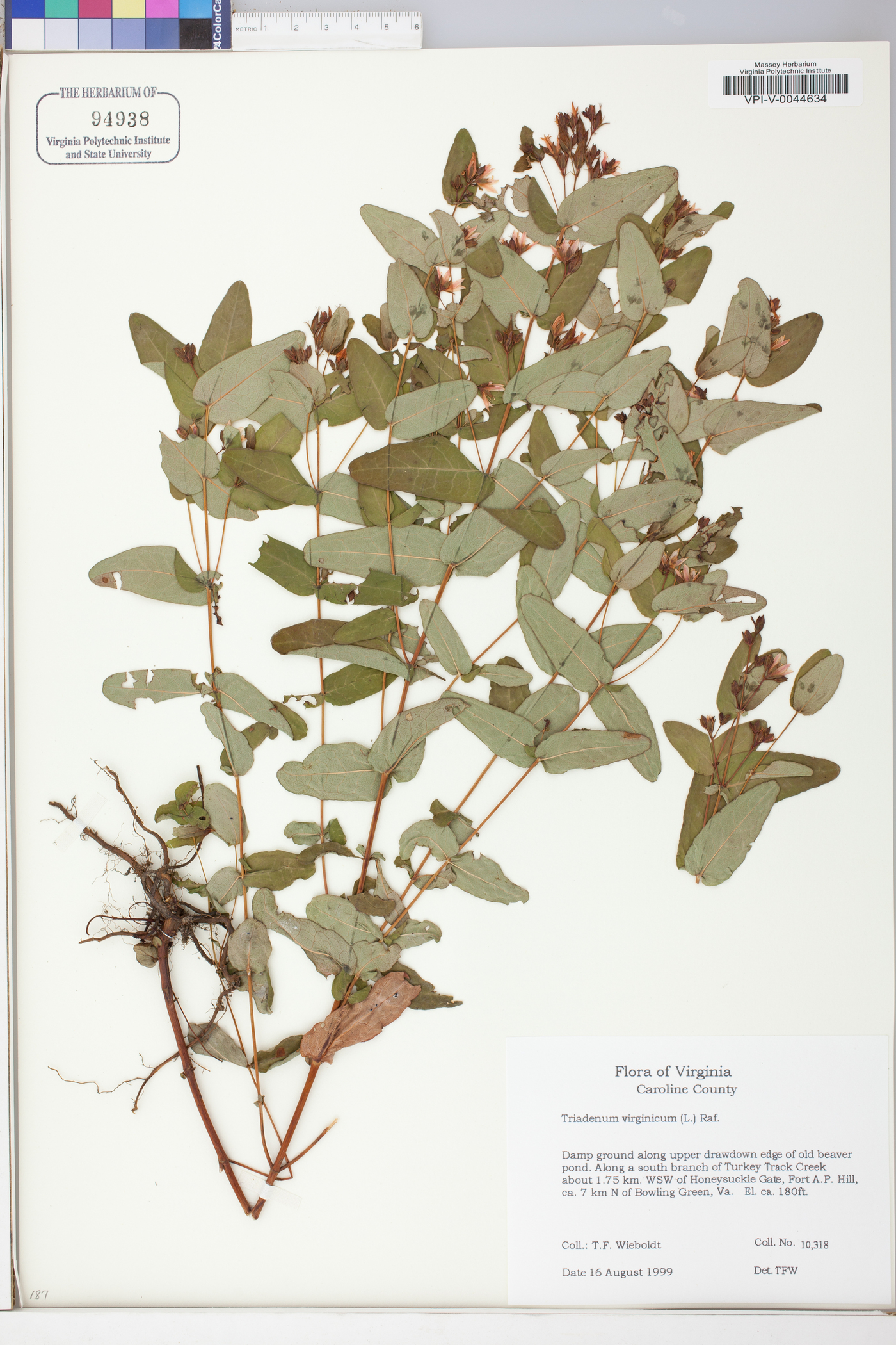 Hypericum virginicum image