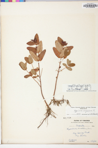 Hypericum virginicum image