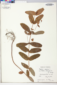 Hypericum virginicum image