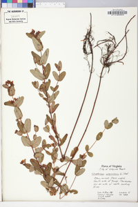 Hypericum virginicum image