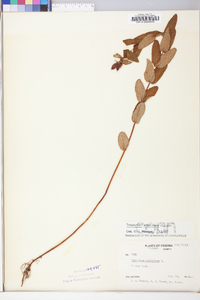 Hypericum virginicum image