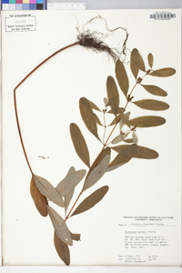 Triadenum walteri image