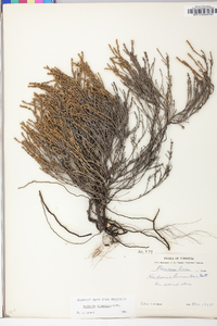 Hudsonia tomentosa image