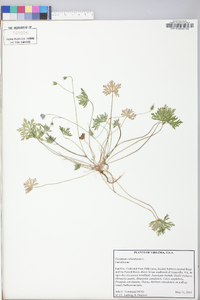 Geranium columbinum image