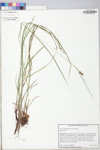 Carex complanata image