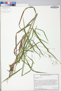 Scirpus lineatus image