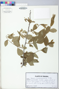 Prunus alleghaniensis image