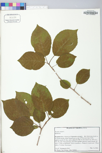 Prunus avium image