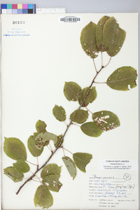 Prunus avium image