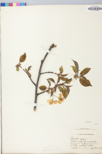 Prunus avium image