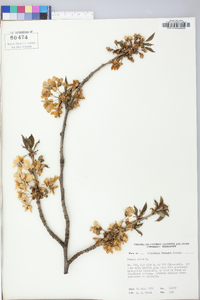 Prunus avium image