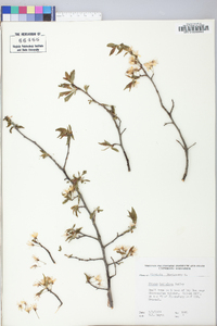 Prunus hortulana image