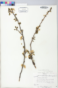 Prunus hortulana image