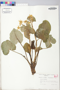 Caltha palustris image