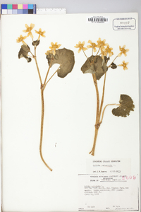 Caltha palustris image