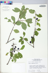 Prunus alleghaniensis image