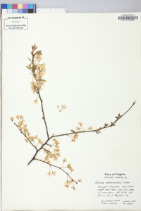 Prunus alleghaniensis image