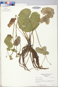 Caltha palustris image