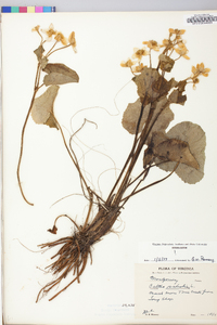 Caltha palustris image