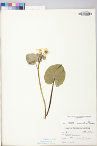 Caltha palustris image