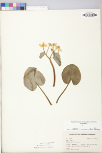 Caltha palustris image