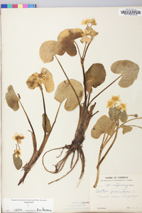 Caltha palustris image