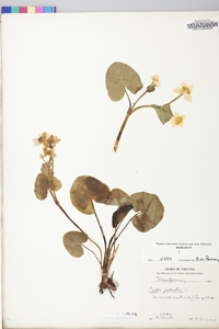 Caltha palustris image