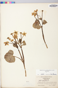 Caltha palustris image