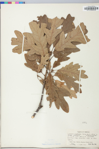 Quercus stellata var. araniosa image