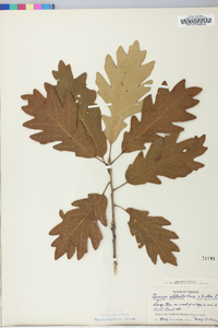 Quercus hintonii image