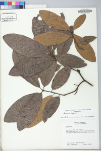 Quercus broteroi image