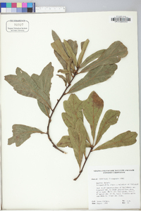 Quercus broteroi subsp. broteroi image