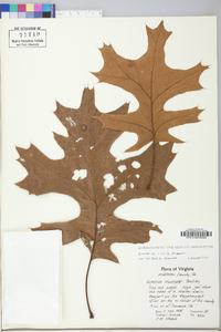 Quercus shumardii image