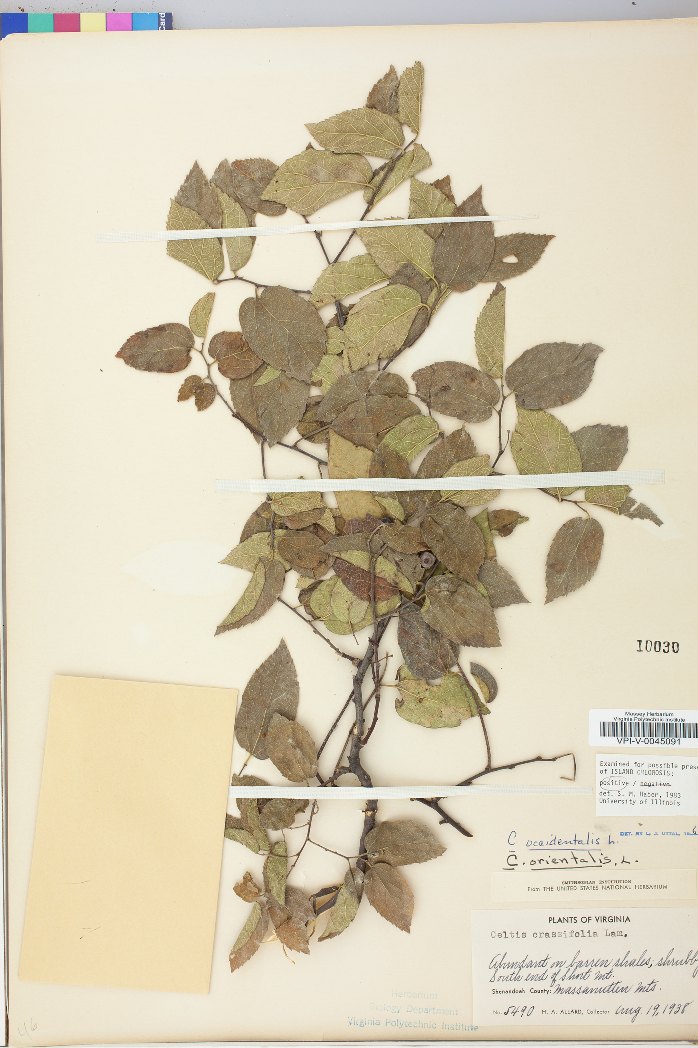 Celtis crassifolia image