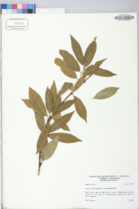 Prunus pensylvanica image