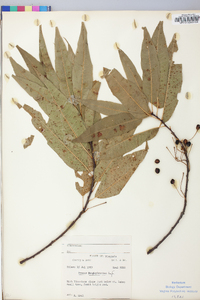 Prunus pensylvanica image