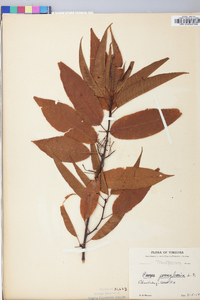 Prunus pensylvanica image