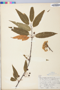 Prunus pensylvanica image