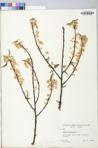 Prunus pensylvanica image