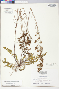 Lechea mucronata image