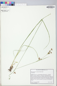 Rhynchospora recognita image