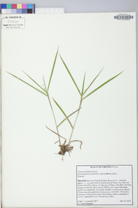 Panicum bicknellii image