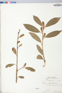 Prunus laurocerasus image