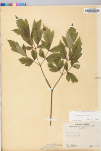 Actaea racemosa image