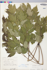 Actaea racemosa image