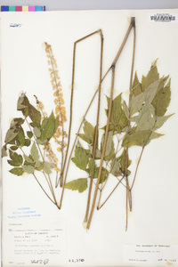 Actaea racemosa image