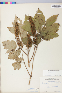 Actaea racemosa image