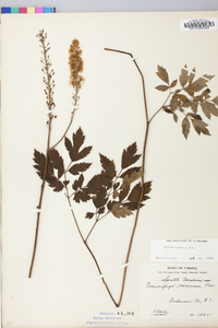 Actaea racemosa image