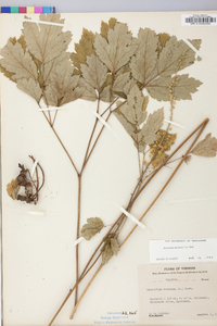 Actaea racemosa image